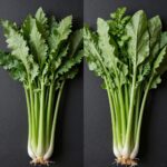 실파와 쪽파의 모양 차이를 비교한 사진