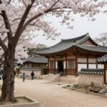 청풍문화유산단지 벚꽃과 전통 건물 풍경