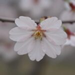 벚꽃 꽃잎의 끝이 살짝 갈라진 하트 모양 노치를 클로즈업한 사진