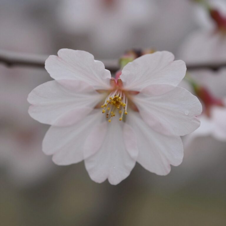 벚꽃 꽃잎의 끝이 살짝 갈라진 하트 모양 노치를 클로즈업한 사진