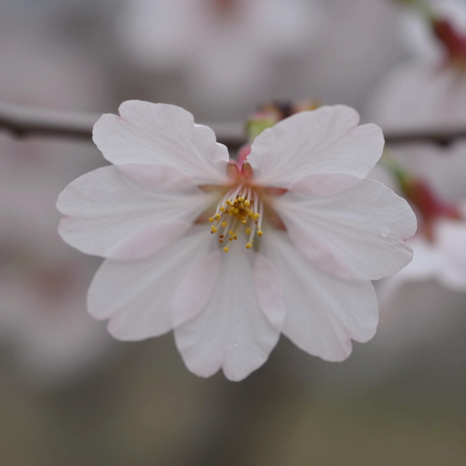 벚꽃 꽃잎의 끝이 살짝 갈라진 하트 모양 노치를 클로즈업한 사진