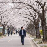 일본 도쿄 거리 벚꽃 나무 아래를 걷는 여행자