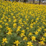 봄 햇살 아래 노란 개나리 꽃이 가지마다 풍성하게 피어 있는 모습