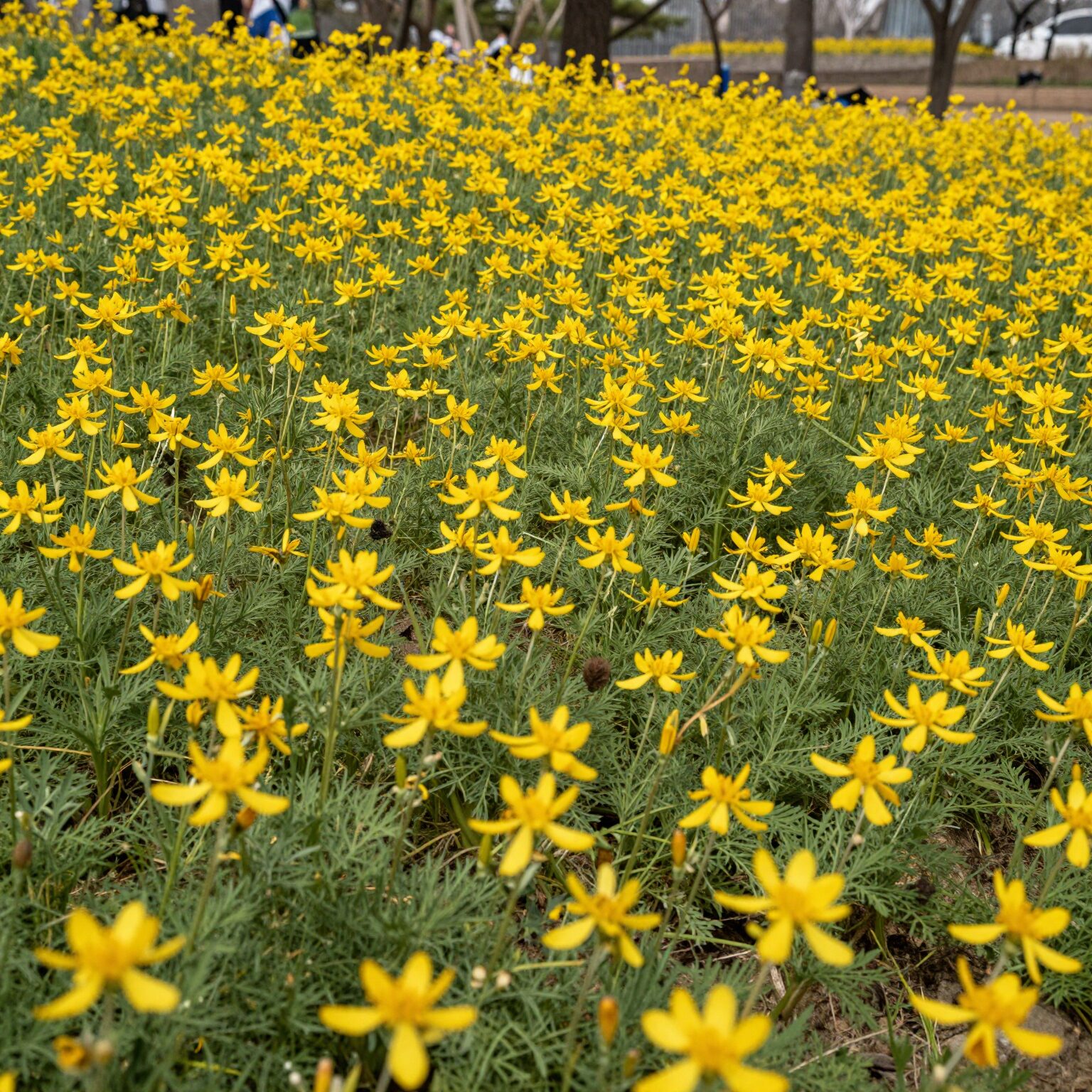 봄 햇살 아래 노란 개나리 꽃이 가지마다 풍성하게 피어 있는 모습