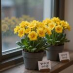 창가에 놓인 노란색 프리지아 화분