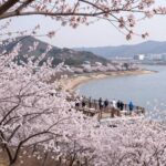 광양 매화마을 전망대에서 바라본 섬진강과 매화꽃 풍경