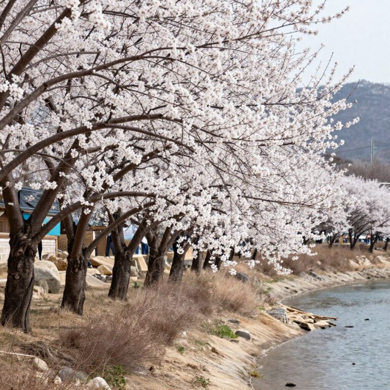 광양 매화마을의 섬진강과 하얀 매화나무 풍경
