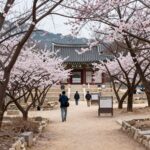 경주 대릉원 목련 포토존 풍경