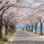 남해 왕지벚꽃길의 벚꽃 터널과 푸른 바다가 함께 보이는 봄 풍경