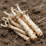 산마늘 구근을 올바르게 심는 방법을 보여주는 그림