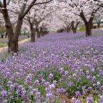 고흥 쑥섬 별정원의 봄 야생화와 보라색 유채꽃