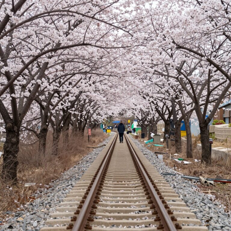 원동 순매원 전망대에서 바라본 매화나무와 기찻길 풍경