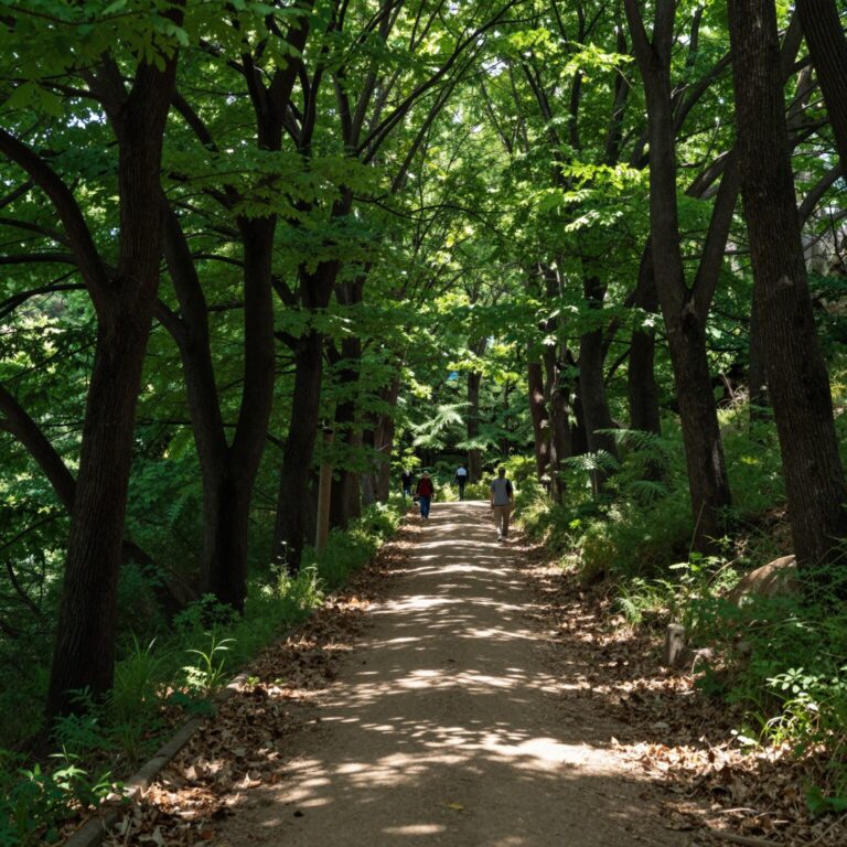 세계평화의숲 울창한 나무와 함께하는 그늘진 산책로 길
