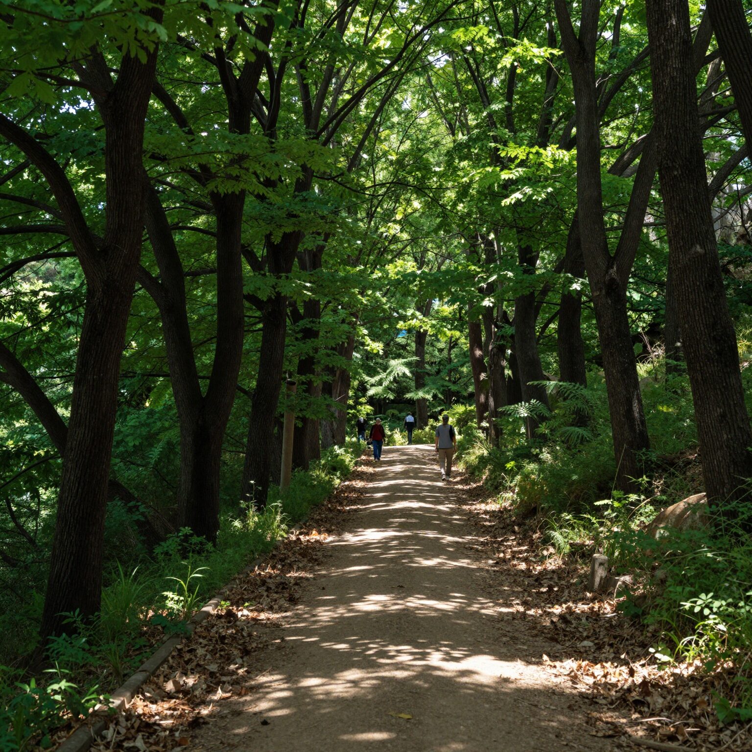 세계평화의숲 울창한 나무와 함께하는 그늘진 산책로 길