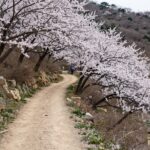 2026년 여수 영취산 봄 경치와 진달래꽃이 만개한 산책로