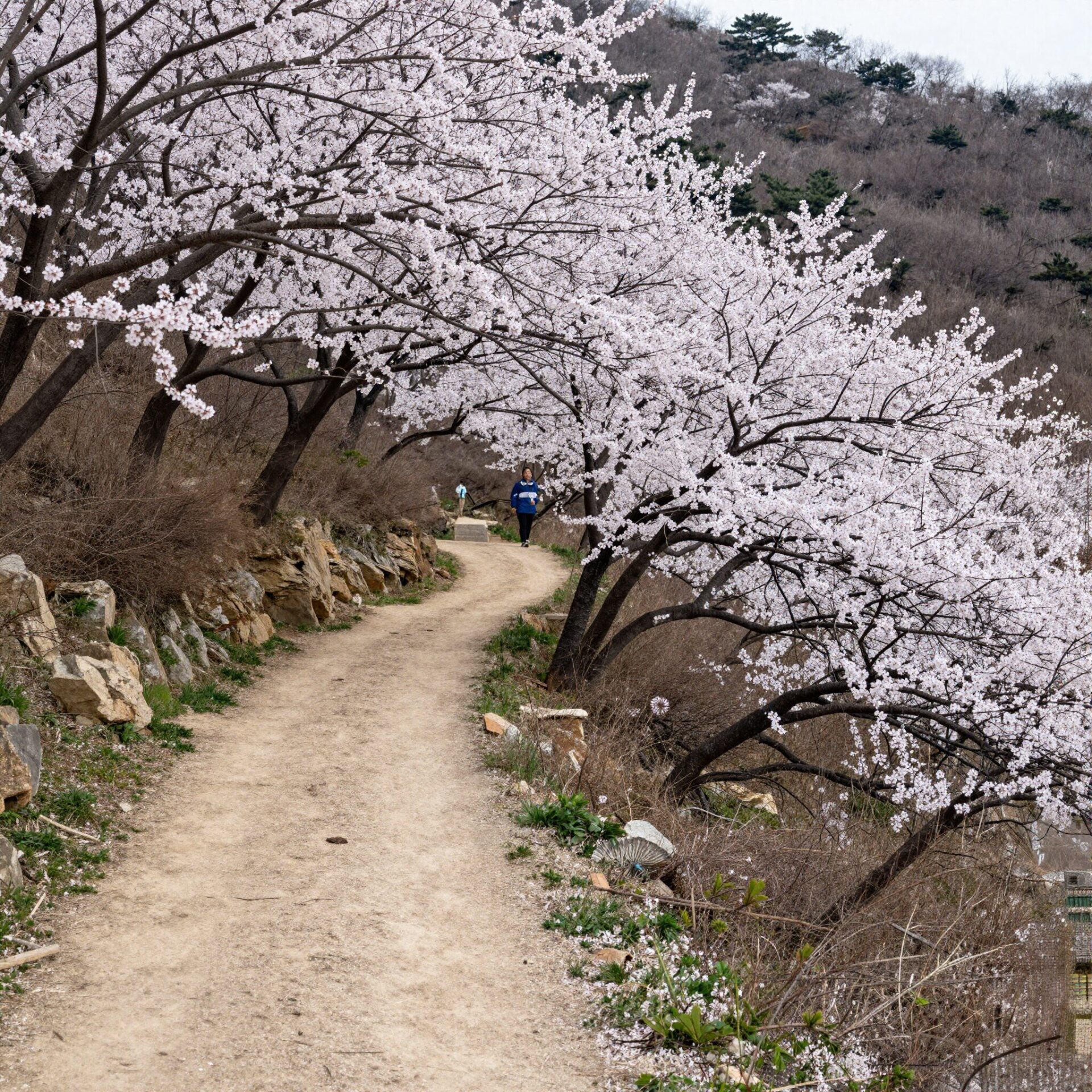 2026년 여수 영취산 봄 경치와 진달래꽃이 만개한 산책로