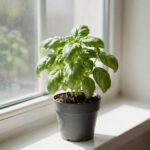 햇빛이 잘 드는 창가에 놓여 건강하게 자라고 있는 바질트리 화분
