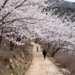 금산 보곡산골 산꽃술래길 벚꽃이 만개한 산책로 경치