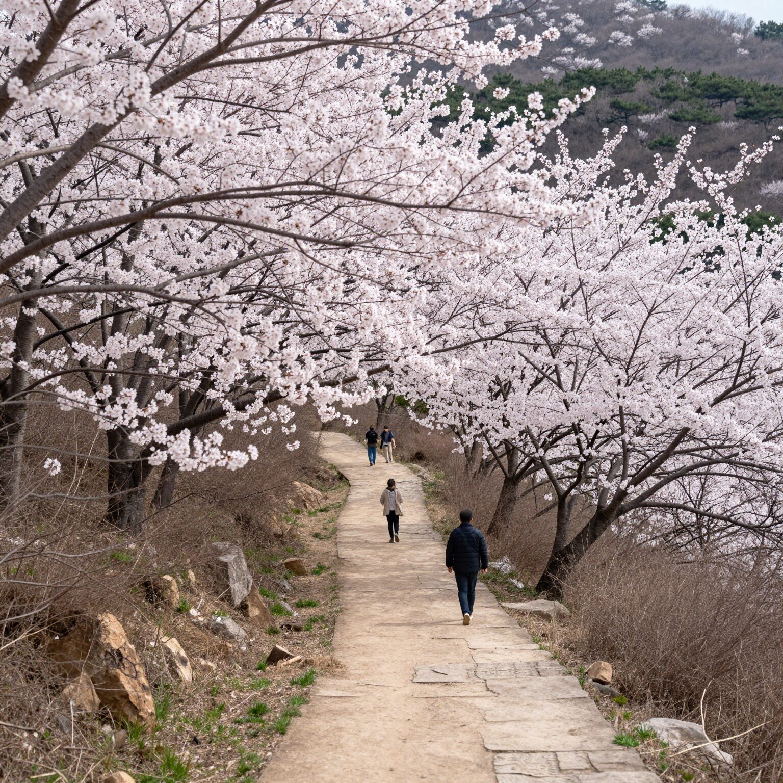 금산 보곡산골 산꽃술래길 벚꽃이 만개한 산책로 경치