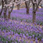 봄 숲속에 군락을 이룬 연보라색 조선현호색 꽃