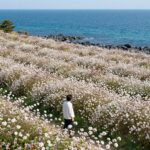 포항 호미곶 유채꽃밭과 푸른 동해 배경의 광활한 풍경