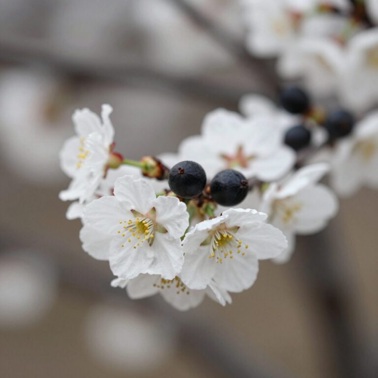 병아리꽃나무의 하얀 꽃과 검은 열매가 함께 보이는 가까운 사진